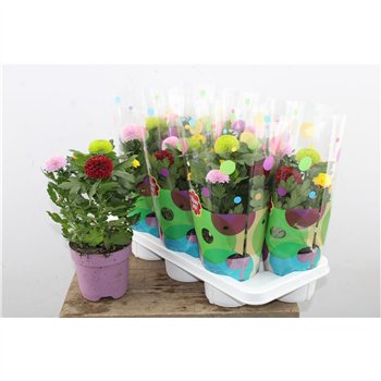 Krizantema Flowerpops mixed in pot Chrysant Mix 35cm 14cm Q1346