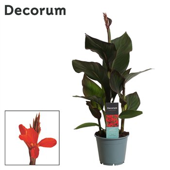 Canna pacific beauty Atlantic Beauty (Decorum) 45cm 14cm Q2227