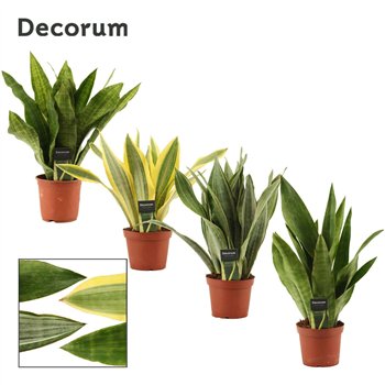 Taščin jezik - Sanseveria trifasciata Aubrytiana mix 14 cm (Decorum) 40cm 14cm Q4859