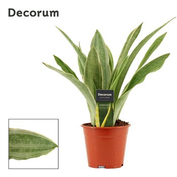 Taščin jezik - Sanseveria trifasciata Aubrytiana Sayuri 14 cm (Decorum) 40cm 14cm Q5483