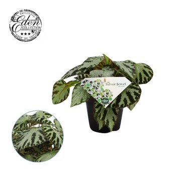 Begonija silver jewell Silver Jewell 12cm 3 pp 20cm 12cm Q779