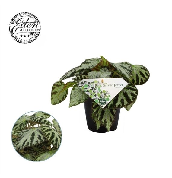 Begonija silver jewell Silver Jewell 12cm 3 pp 20cm 12cm Q779