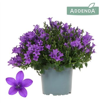 Campanula port  ambella intens purple Addenda Ambella Intense 27 cm diameter 1 pp 25cm 12cm Q1211