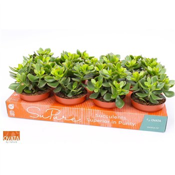 Crassula minova magic 12 20cm 12cm Q1442