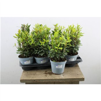 Laurus nobilis 35cm 14cm Q2182