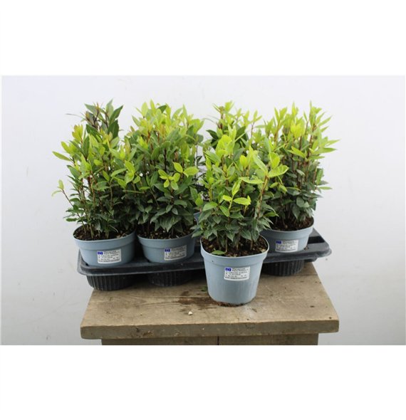 Laurus nobilis 35cm 14cm Q2182