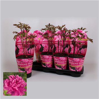 Paeonia 14CM C2 Roze Longlife 25cm 14cm Q2195