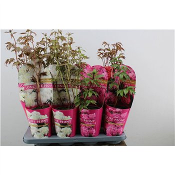 Paeonia mix 40cm 14cm Q2217