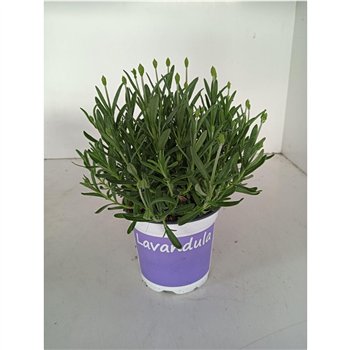 Lavandula hidcote angustifolia Lavendel Hidcote blue blauw 25cm 12cm Q2244