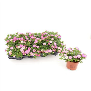 Calibrachoa fancy francy Fancy 13cm 15cm 13cm Q2248