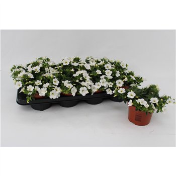 Calibrachoa white minifamous White 13cm1 pp 15cm 13cm Q2271