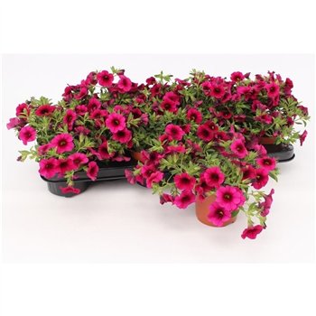 Calibrachoa minifamous purple Purple 13CM1 pp 15cm 13cm Q2274