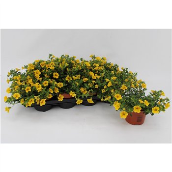 Calibrachoa yellow minifamous Yellow 13cm1 pp 15cm 13cm Q2275