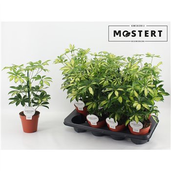 Šeflera gerda 45cm 13cm Q2964