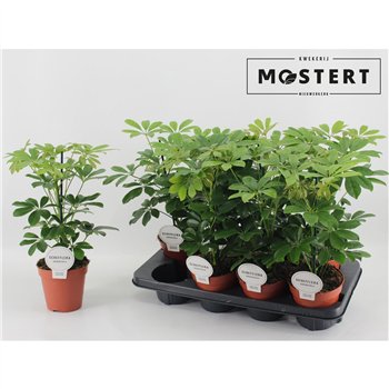 Šeflera arboricola nora 45cm 13cm Q2966