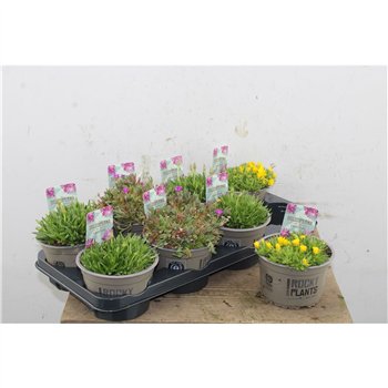 Delosperma cooperi Mix 14cm 15cm 14cm Q4437