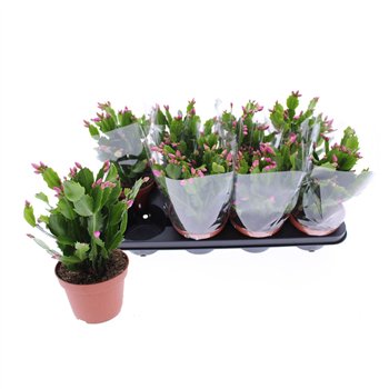 Schlumbergera Pink 30cm 13cm Q5107