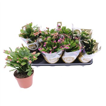 Schlumbergera Mix 27cm 13cm Q5108