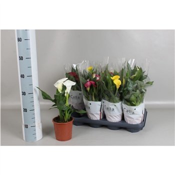 Kala mix Mix 2+ 35cm 13cm Q5152