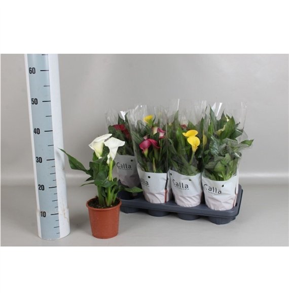 Kala mix Mix 2+ 35cm 13cm Q5152