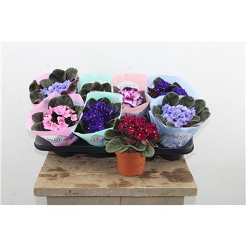 Vijolica mix Mix Voila La Fleur 20cm 12cm Q5543