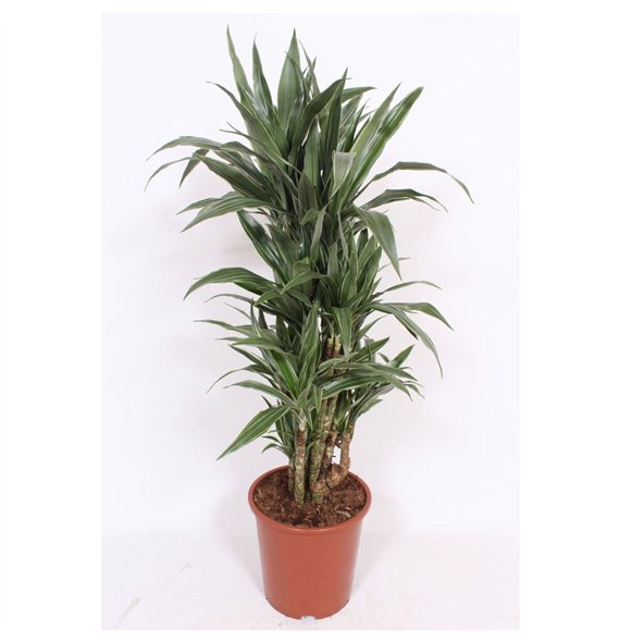 Dracena fragr  der warneckei Warneckei10 pp 110cm 27cm Q2165