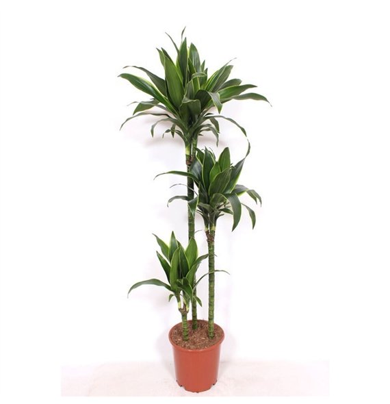 Dracena fragr  der art Arturo3 pp 150cm 24cm Q2166