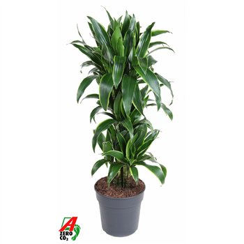 Dracena fragr  der art Arturo branched pp 110cm 27cm Q2169