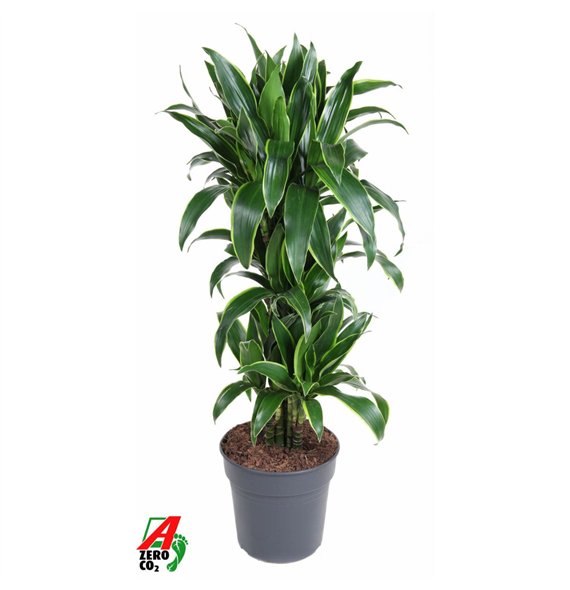 Dracena fragr  der art Arturo branched pp 110cm 27cm Q2169