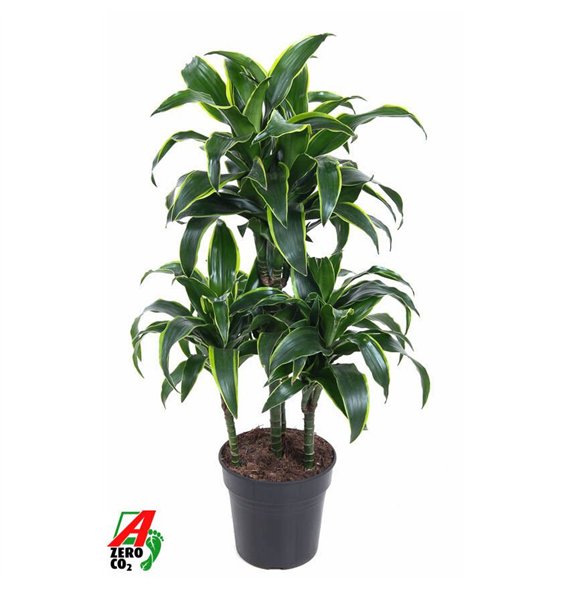 Dracena fragr  compacta dorado Dorado 45-carrouselpp 80cm 21cm Q2170