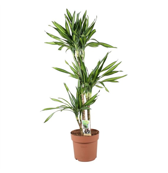 Dracena fragr  riki Riki 75-35-153 pp 110cm 24cm Q2173