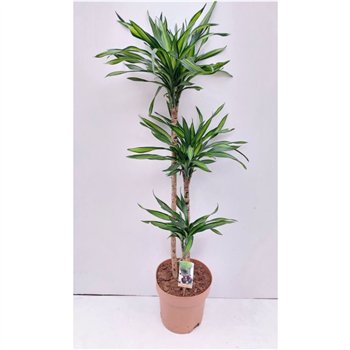 Dracena fragr  riki Riki 90-60-303 pp 140cm 27cm Q2174