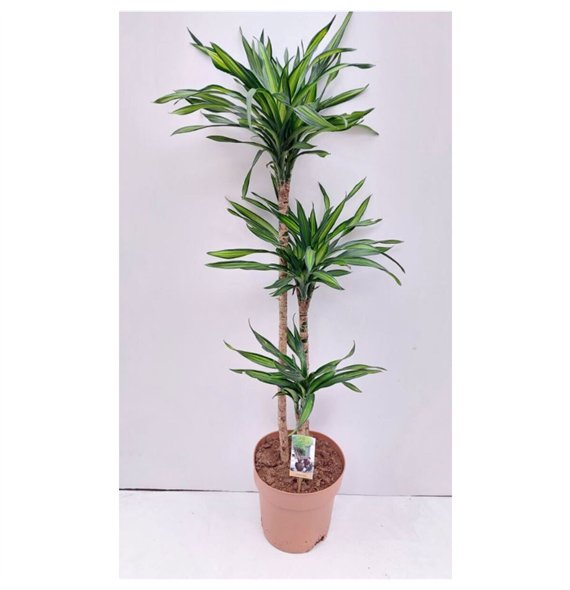 Dracena fragr  riki Riki 90-60-303 pp 140cm 27cm Q2174