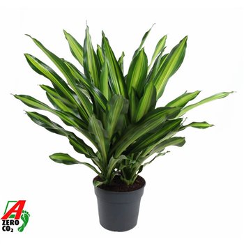 Dracena fragr  burley Burley 3PP P343 pp 90cm 34cm Q2179