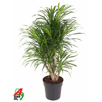 Dracena reflexa anita Anita variegata branched P241 pp 100cm 24cm Q2181