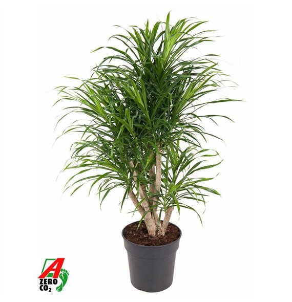 Dracena reflexa anita Anita variegata branched P241 pp 100cm 24cm Q2181