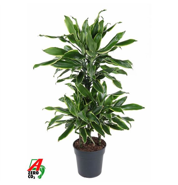Dracena fragr  golden coast Gold Coast 45-carrouselpp 90cm 21cm Q2182