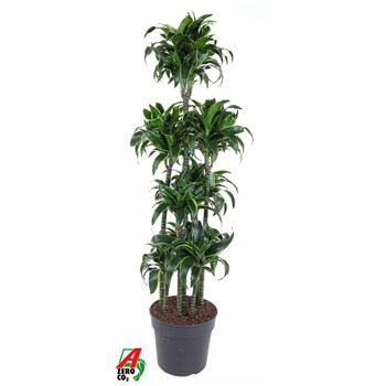 Dracena fragr  compacta dorado Dorado 120-carrouselpp 180cm 34cm Q2183