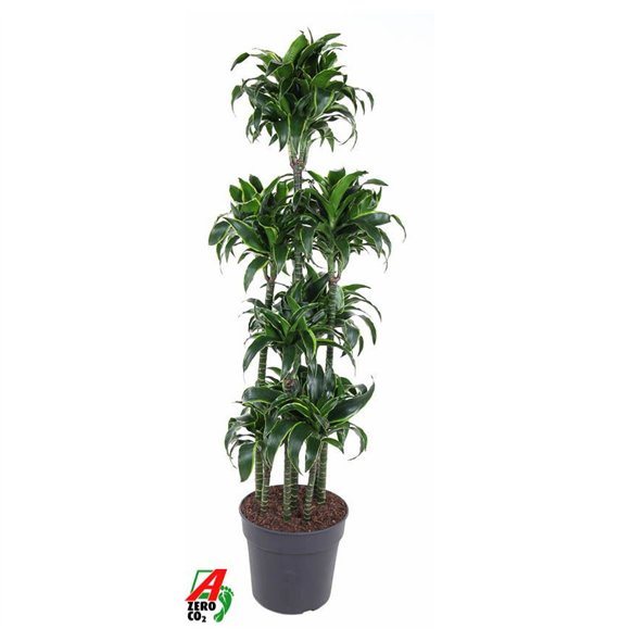 Dracena fragr  compacta dorado Dorado 120-carrouselpp 180cm 34cm Q2183