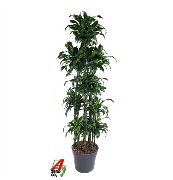 Dracena fragr  compacta dorado Dorado 150-carrouselpp 210cm 40cm Q2184