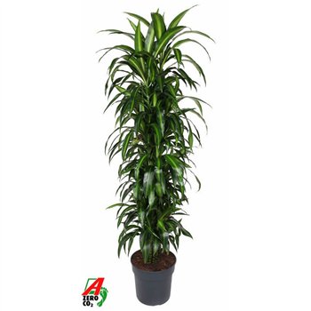 Dracena fragr  hawaiian sunshine Hawaiiana branched P34pp 170cm 34cm Q2185