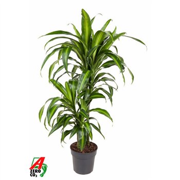 Dracena fragr  hawaiian sunshine Hawaiiana 45-15pp 90cm 19cm Q2186