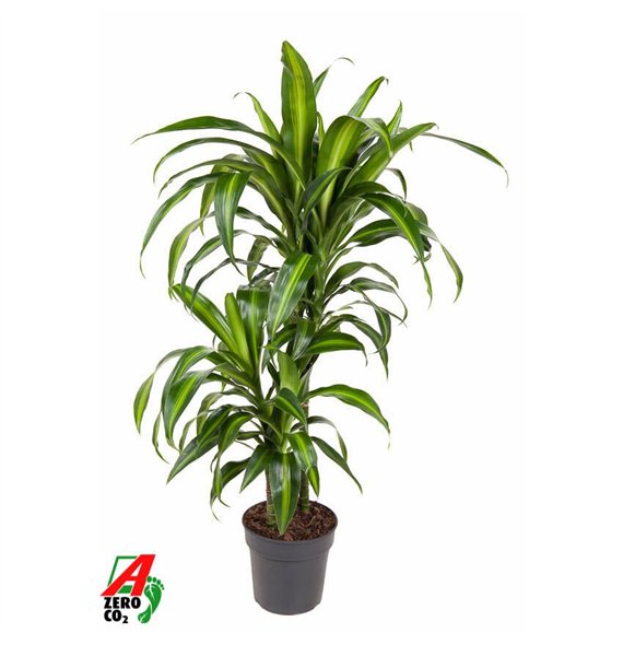 Dracena fragr  hawaiian sunshine Hawaiiana 45-15pp 90cm 19cm Q2186