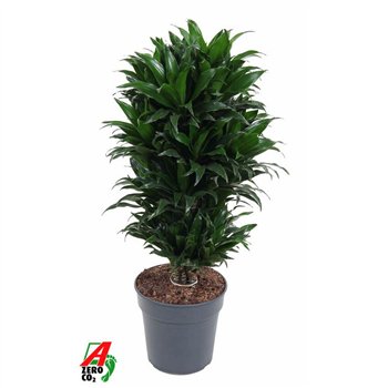 Dracena fragr  compacta Compacta branched P24pp 80cm 24cm Q2189