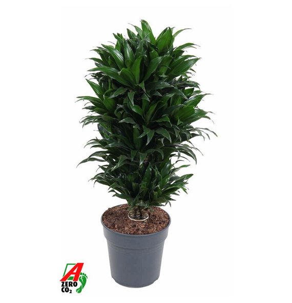 Dracena fragr  compacta Compacta branched P24pp 80cm 24cm Q2189