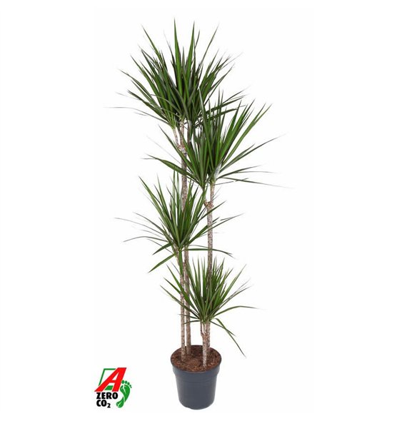 Dracena marginata Marginata 120-90-60-30pp 190cm 27cm Q2190