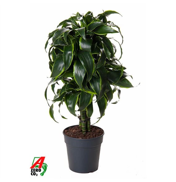 Dracena dorado compacta Dorado branched P211 pp 70cm 21cm Q2192