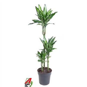 Dracena fragr  cintho Cintho 60-30-15pp 110cm 21cm Q2193
