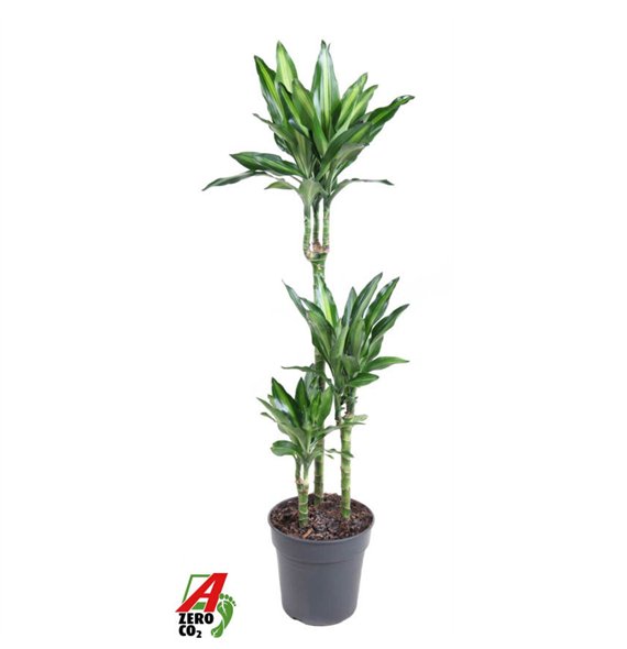 Dracena fragr  cintho Cintho 60-30-15pp 110cm 21cm Q2193