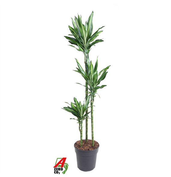 Dracena fragr  cintho Cintho 90-60-30pp 140cm 24cm Q2194